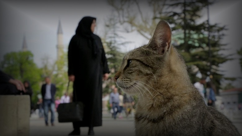 Кадр 2 из фильма  Город кошек 